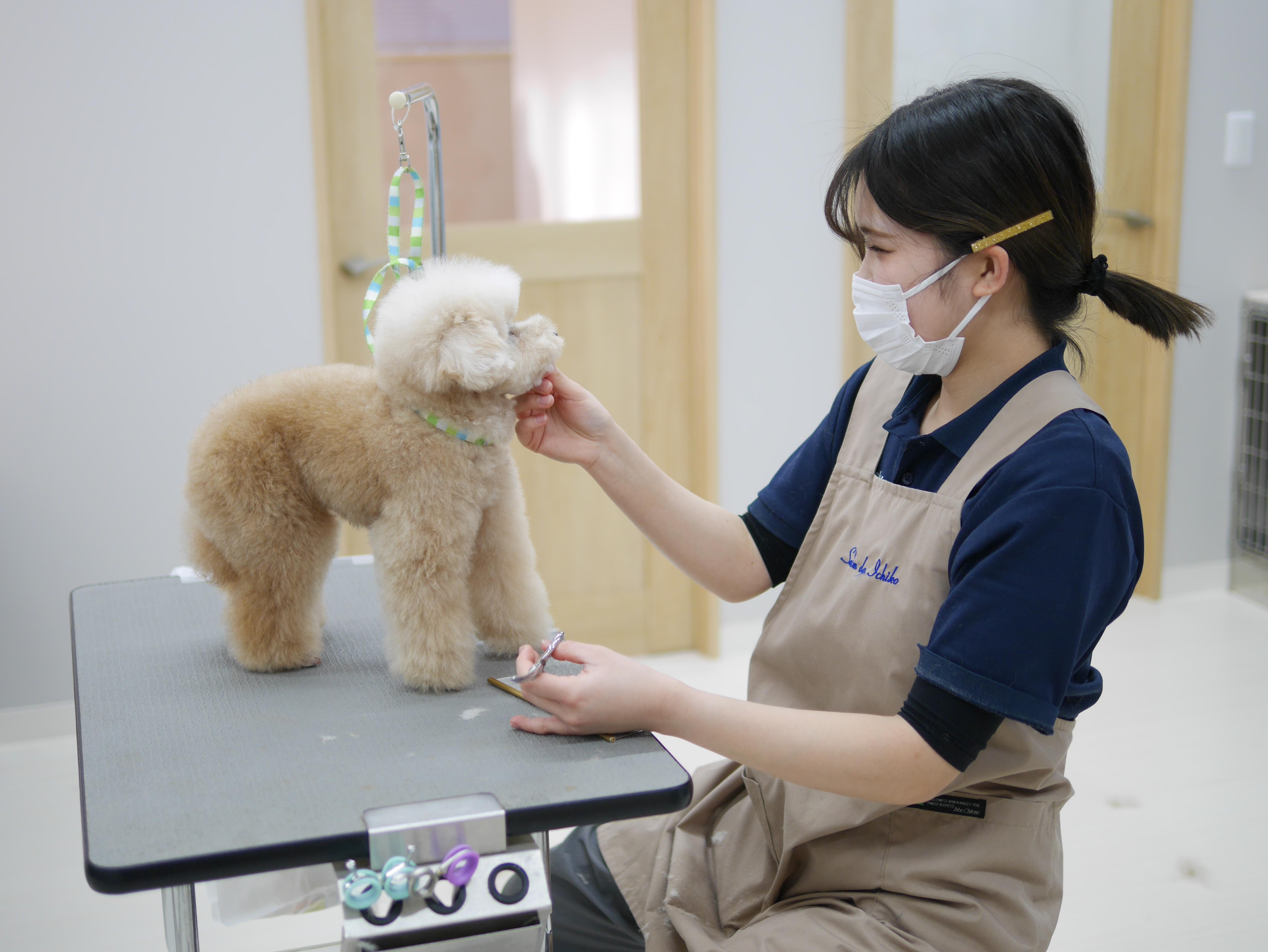 トリミング中のトリマーと犬
