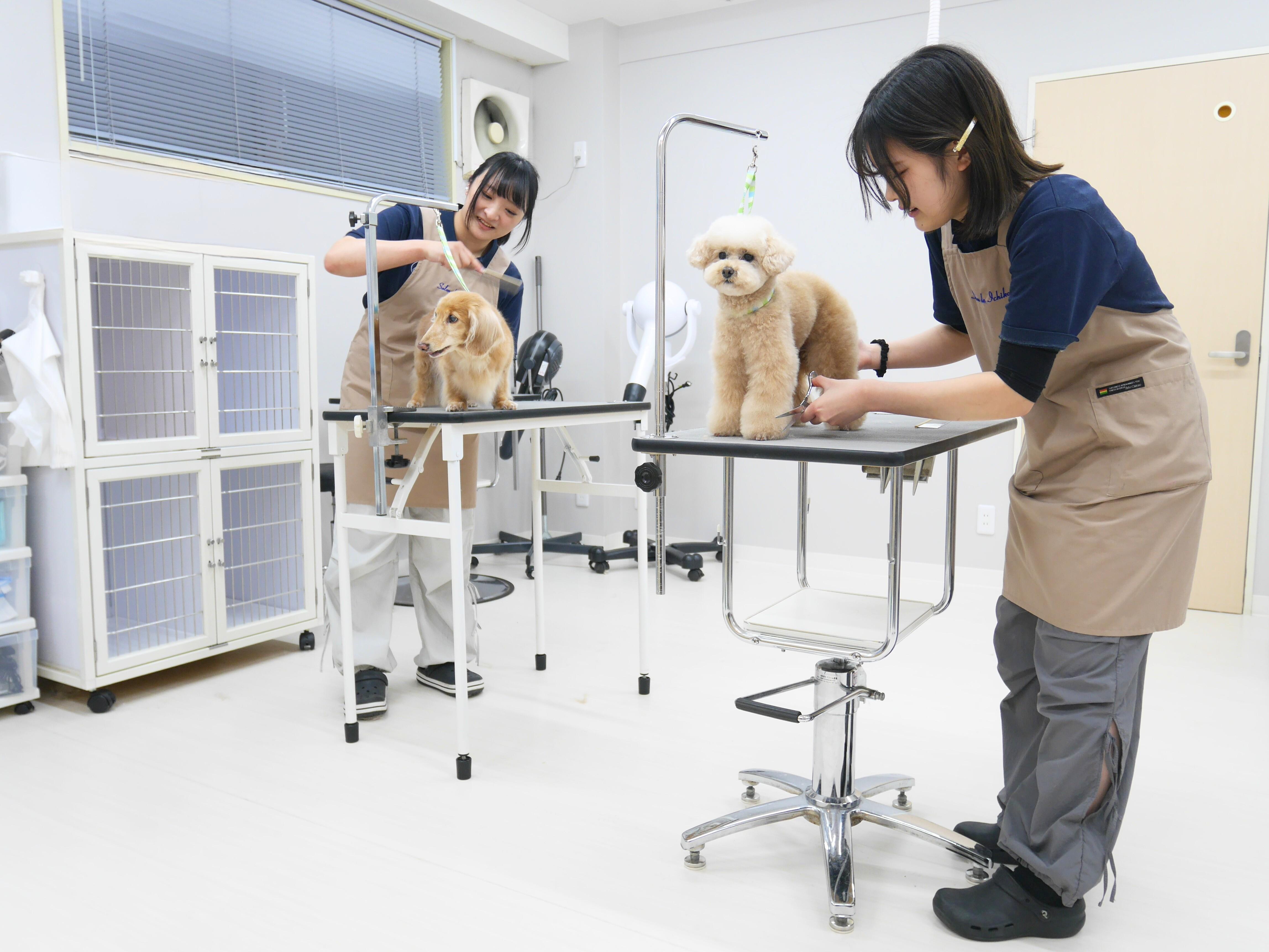 トリミング中のトリミング室