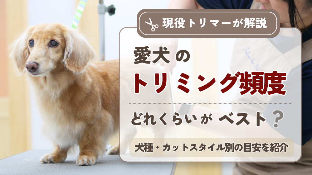 愛犬のトリミング頻度はどれくらいが正解？シャンプー・カット周期の目安を現役トリマーが解説