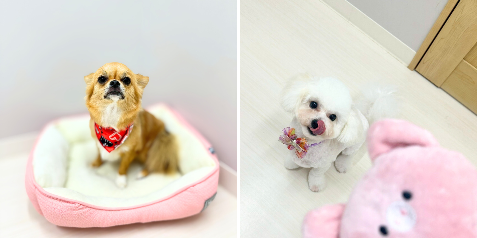 一時預かり中のチワワとプードル