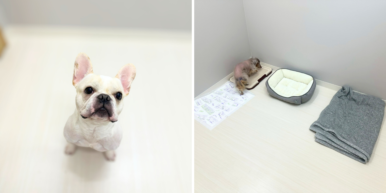 salon de ichiko一時預かりの様子