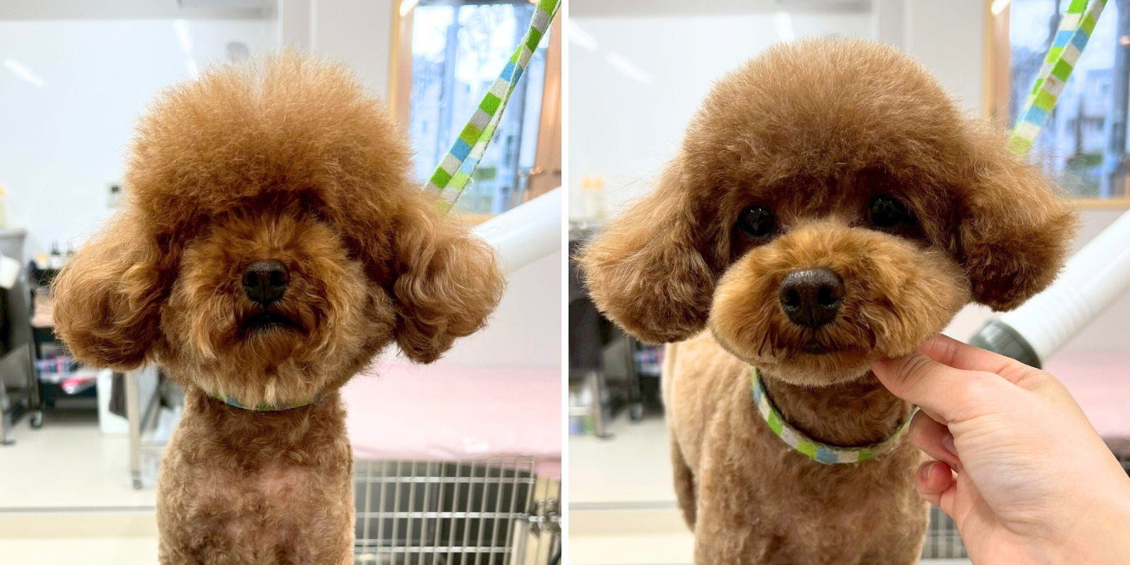 プードルのビフォーアフターの様子