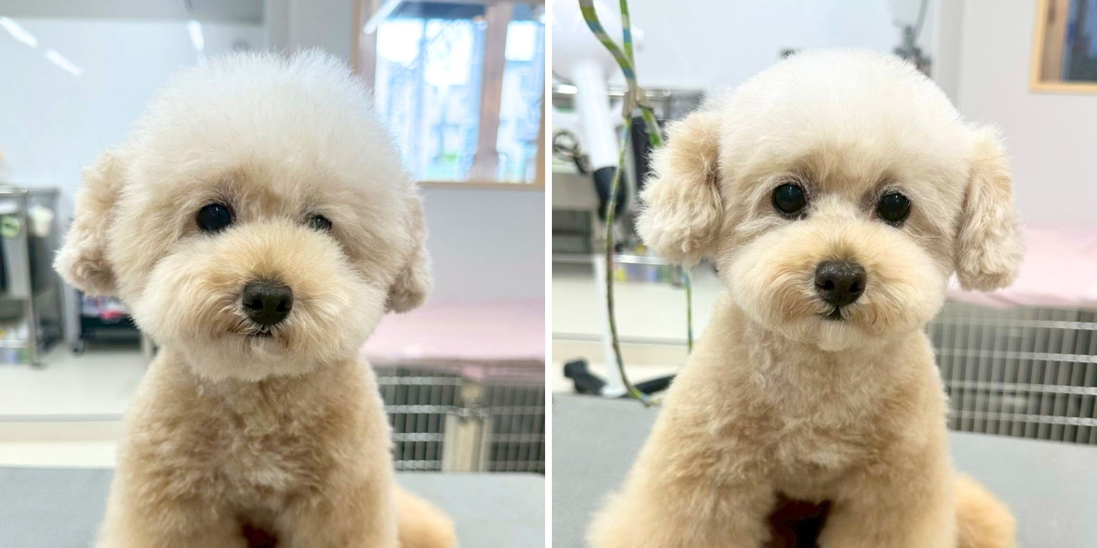 プードルのビフォーアフターの様子