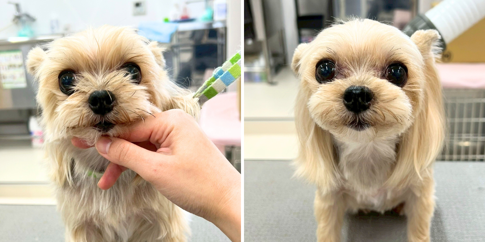 ヨーキーのビフォーアフターの様子