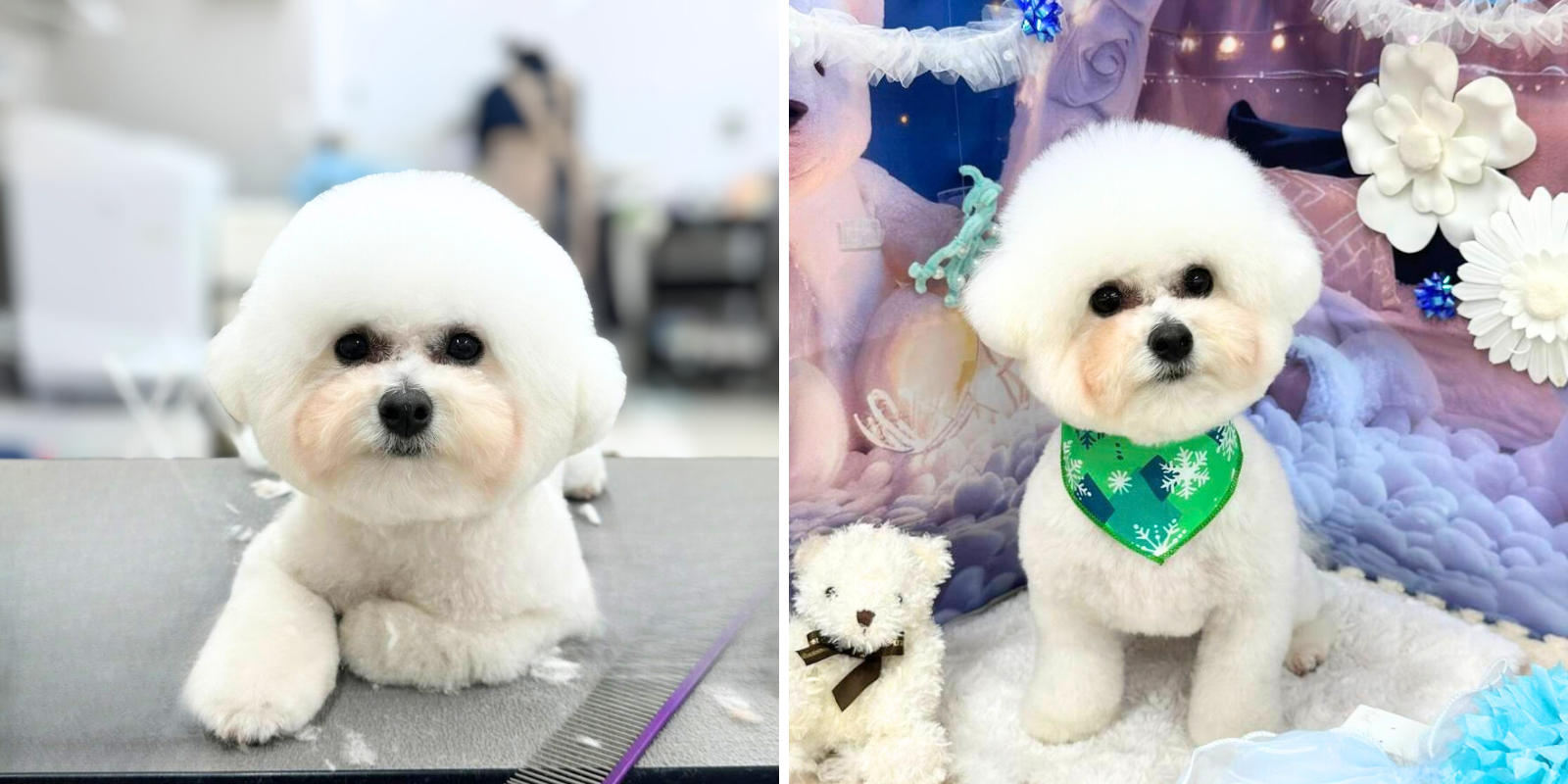 トリミング後のビションフリーゼ