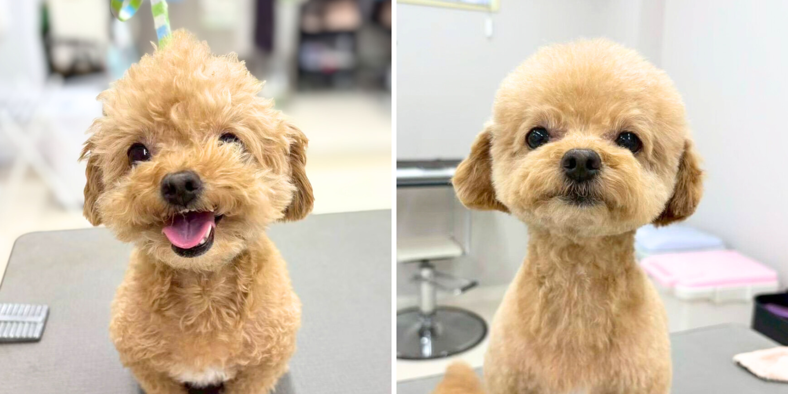 プードルのビフォーアフターの様子