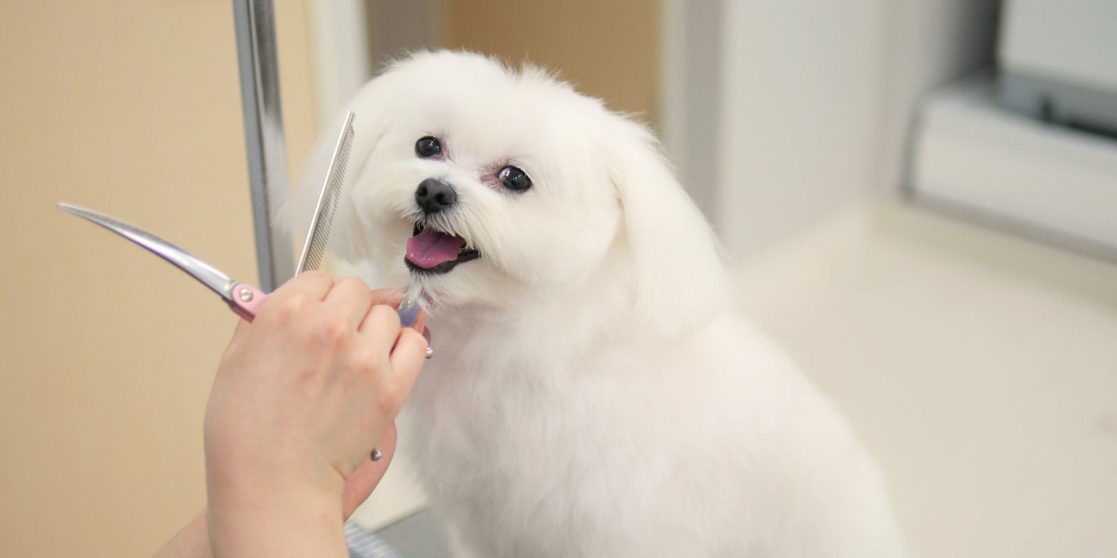 トリミング中のマルチーズ