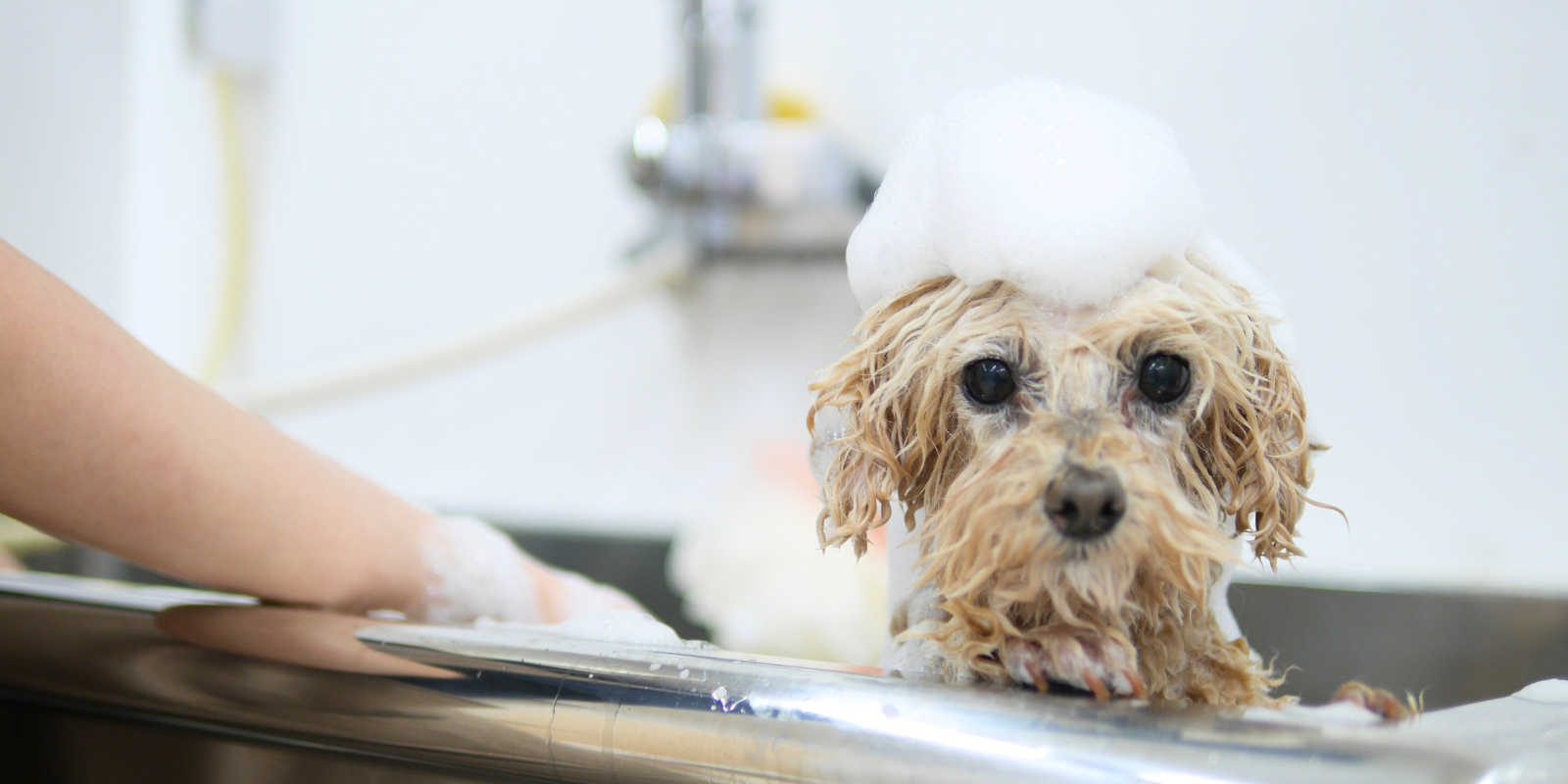 シャンプー中のトイプードル