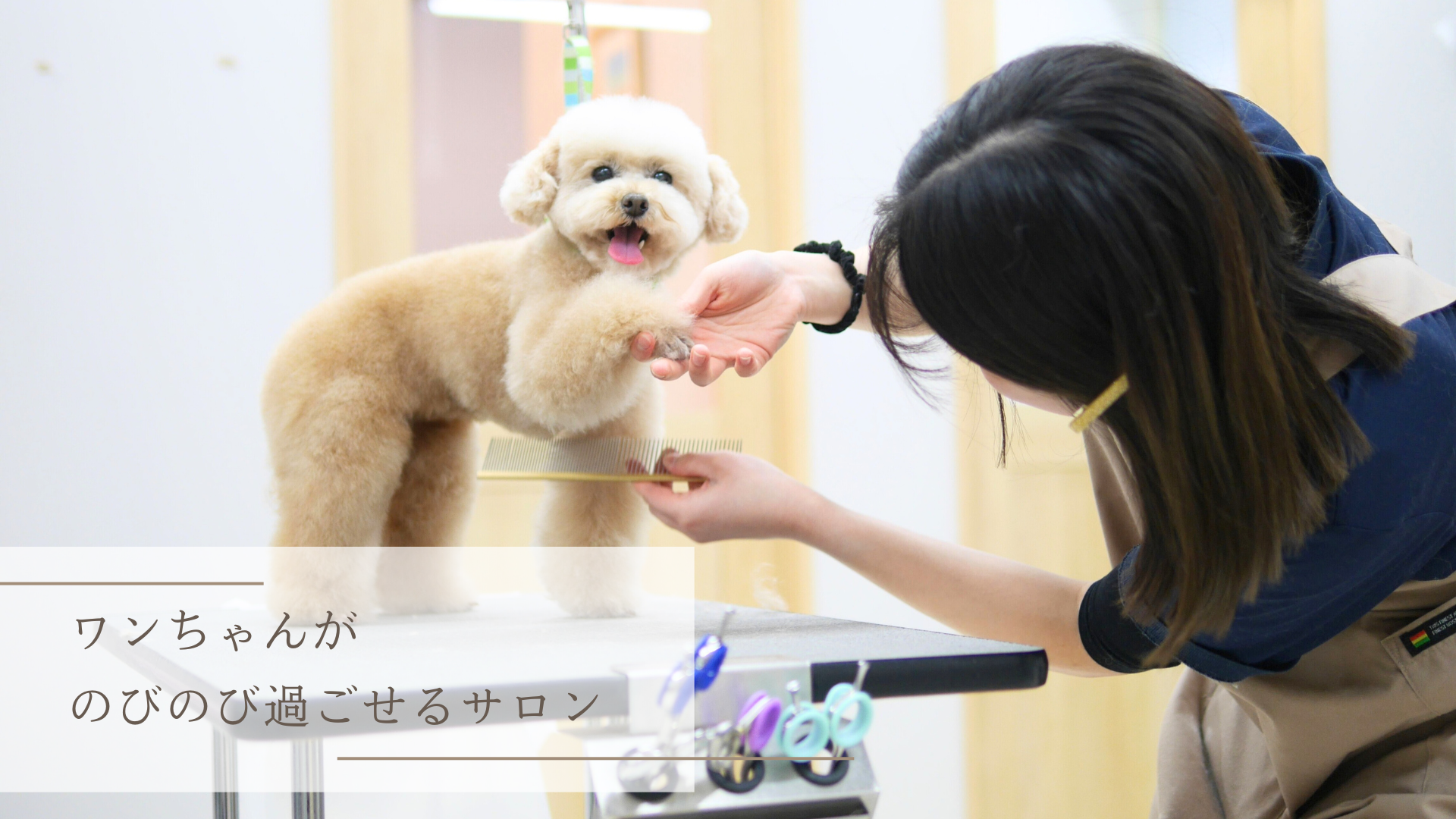 トリミングサロン「Salon de Ichiko 」のトリミング中の様子