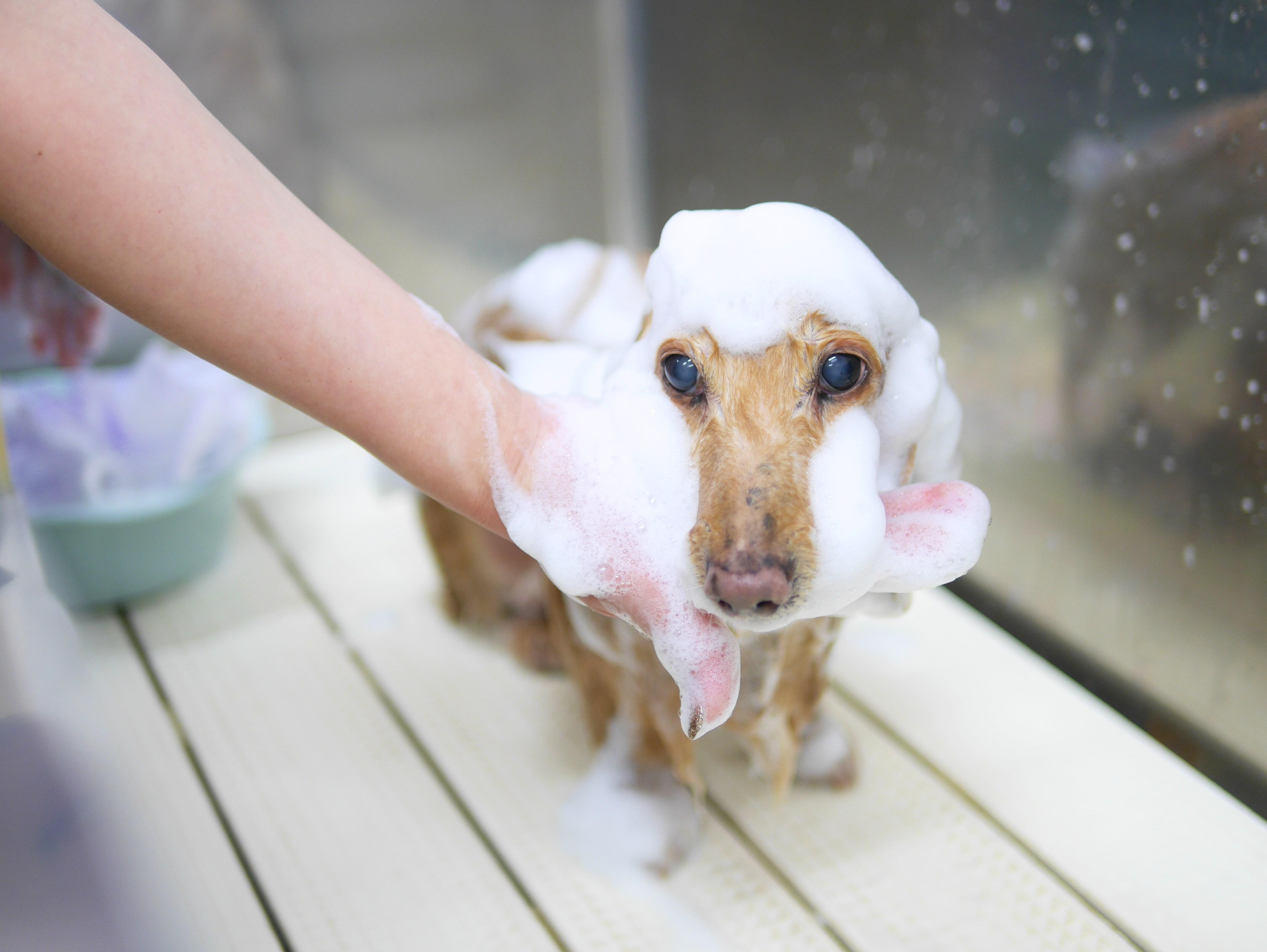 シャンプー中の犬