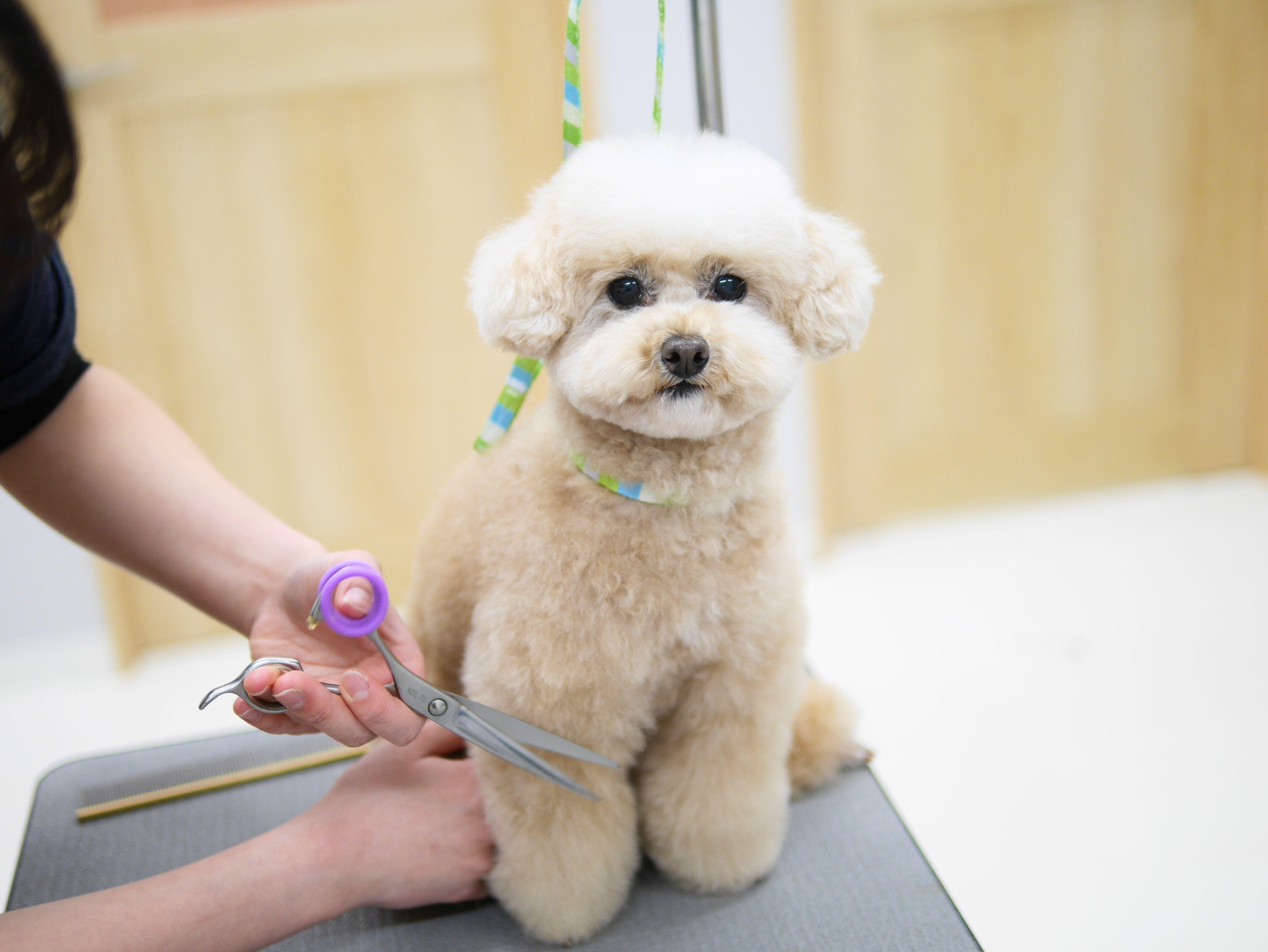 カット中のトイプードル