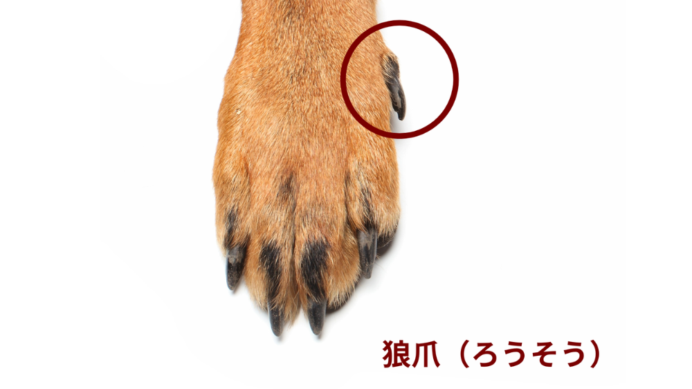 狼爪の図解