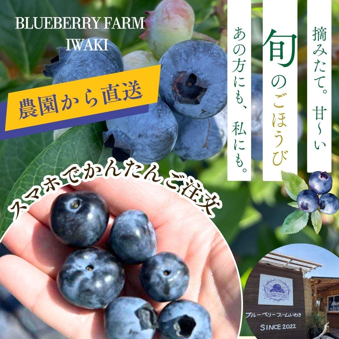ブルーベリーファームいわきの農園から直送　摘みたて甘～い旬のごほうび。あの方にも私にも。スマホでかんたん注文