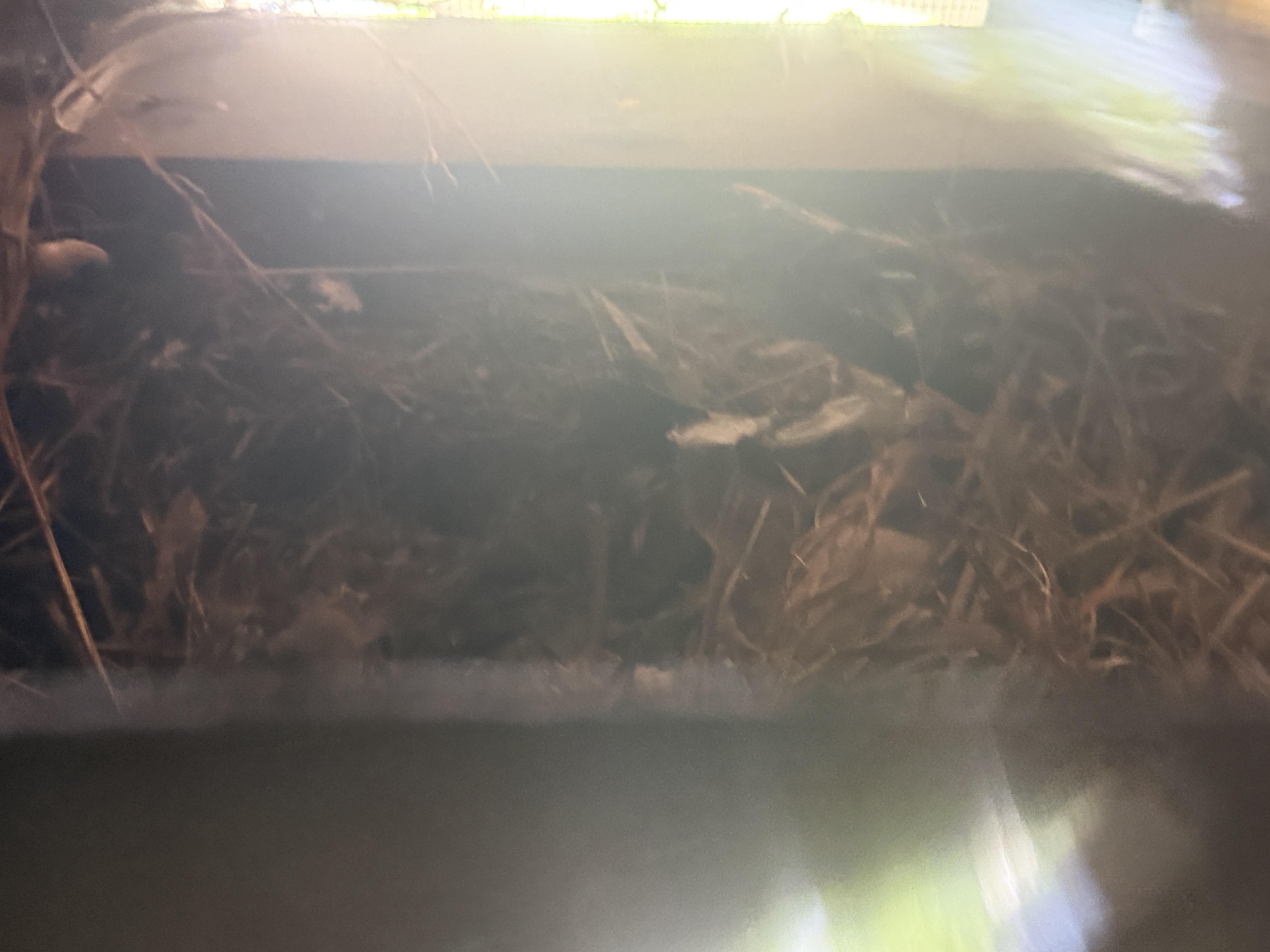遠州おたすけ隊の鳥の巣の除去（ビフォー）