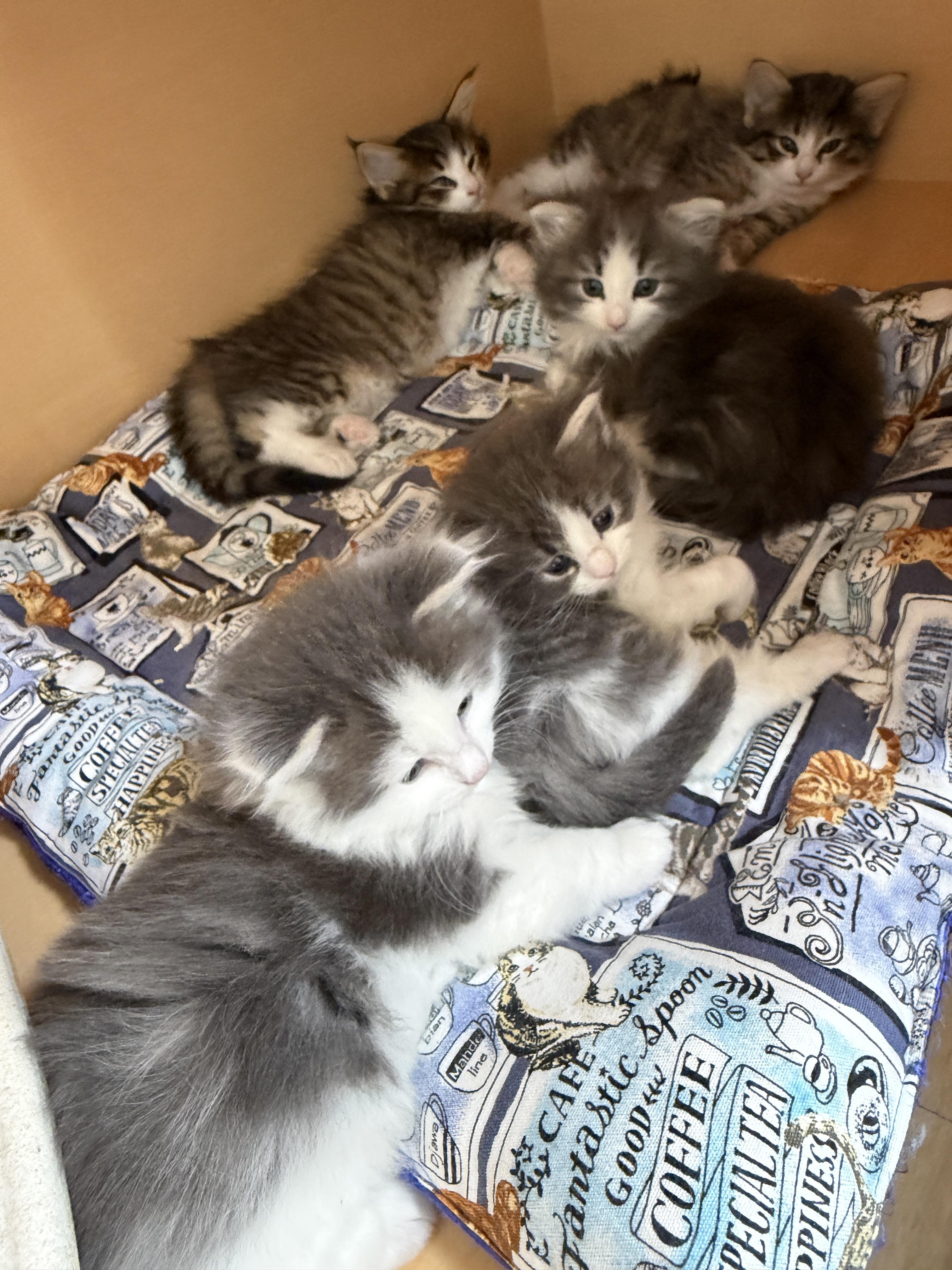 遠州おたすけ隊のキャッテリーの清掃作業１