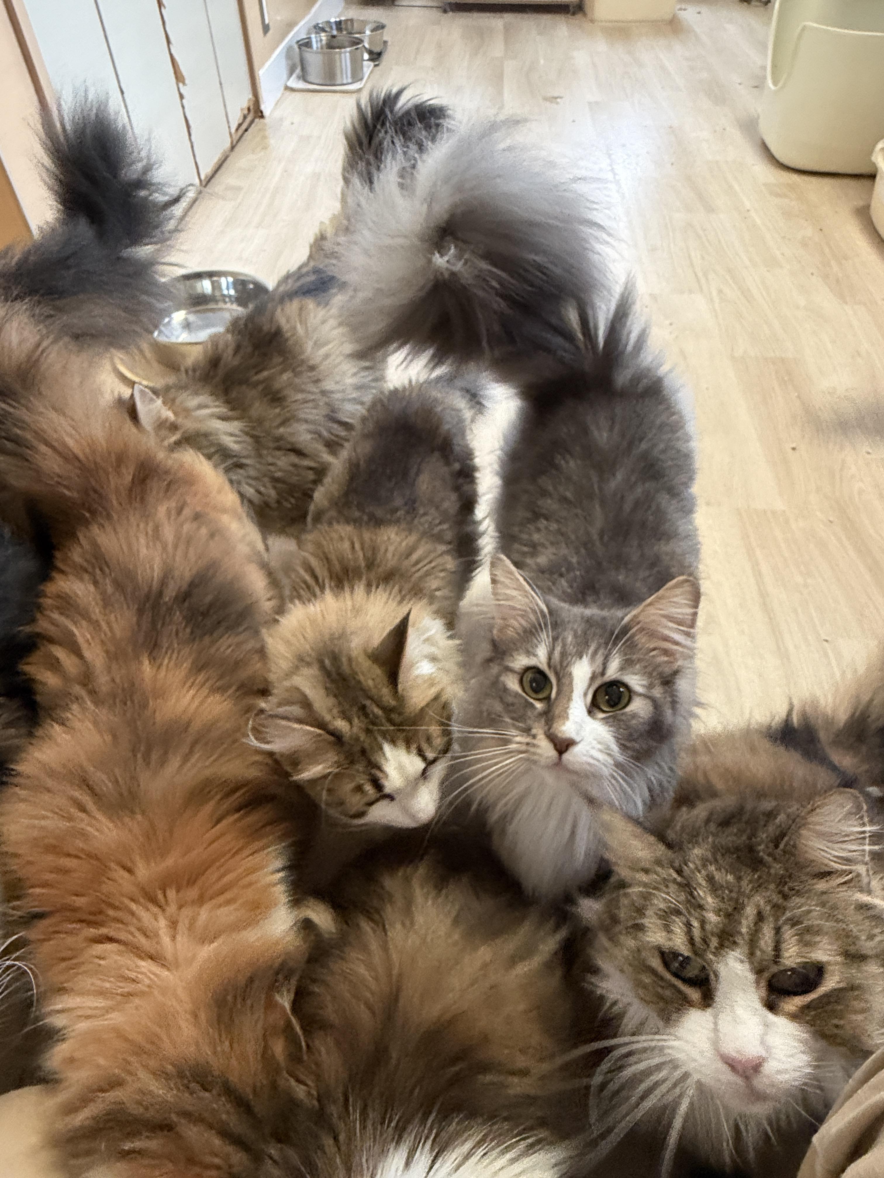 遠州おたすけ隊のキャッテリーの清掃作業１