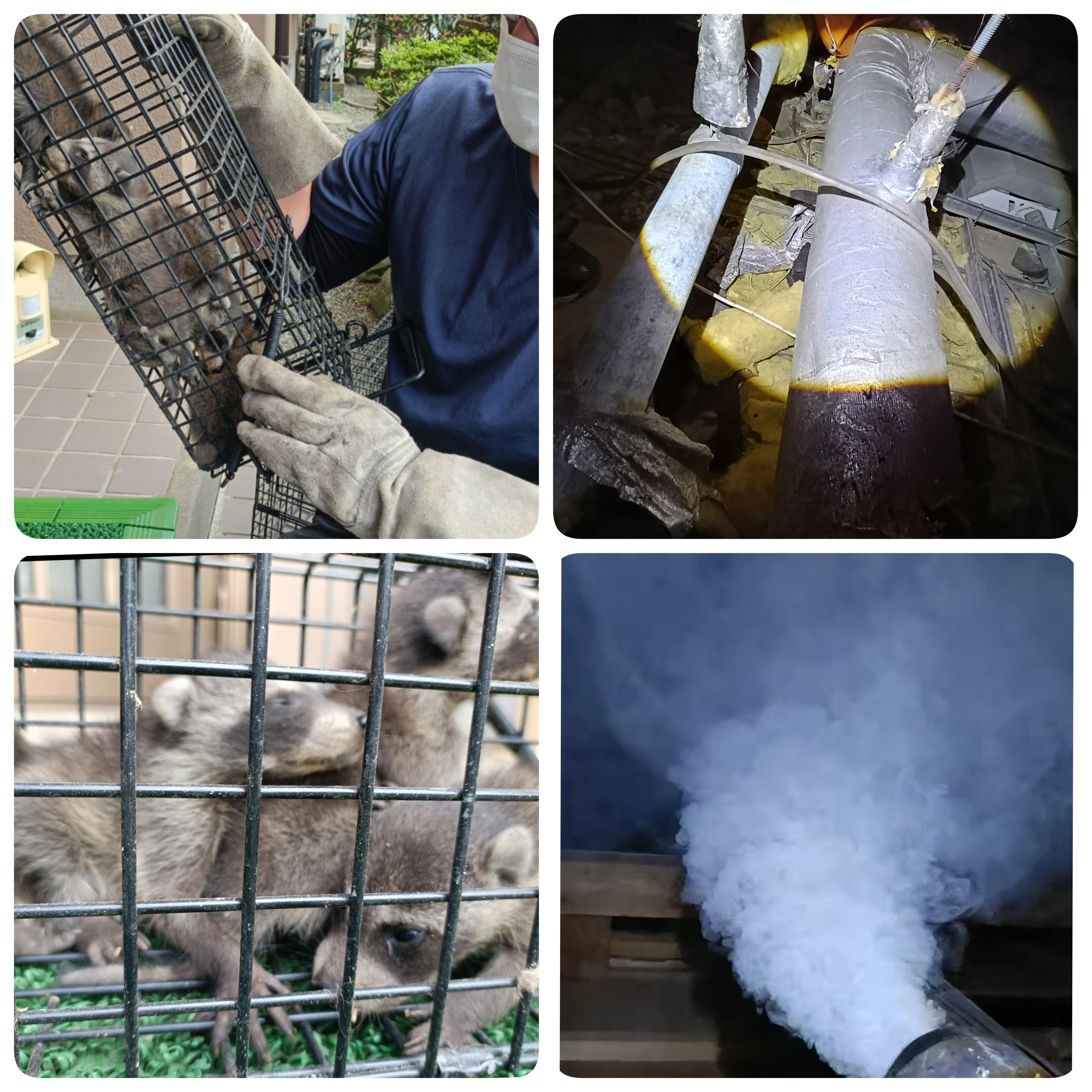 害獣駆除の現場作業や被害状況を紹介する案内画像