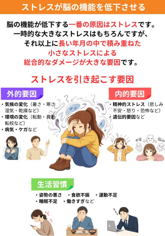 脳の機能が低下する一番の原因はストレスです。一時的な大きなストレスはもちろんですが、それ以上に長い年月の中で積み重ねた小さなストレスによる総合的なダメージが大きな要因です。