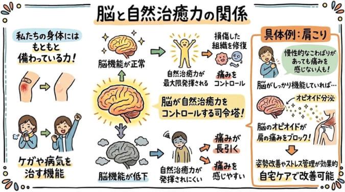 自然治癒力により傷が治癒する過程