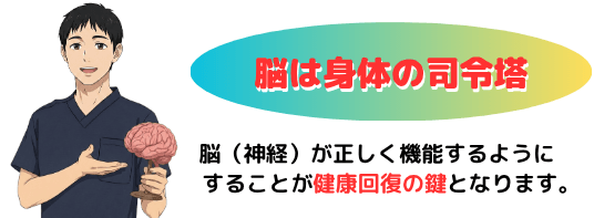 脳は身体の司令塔であり、姿勢改善には脳が正しく機能することが重要です