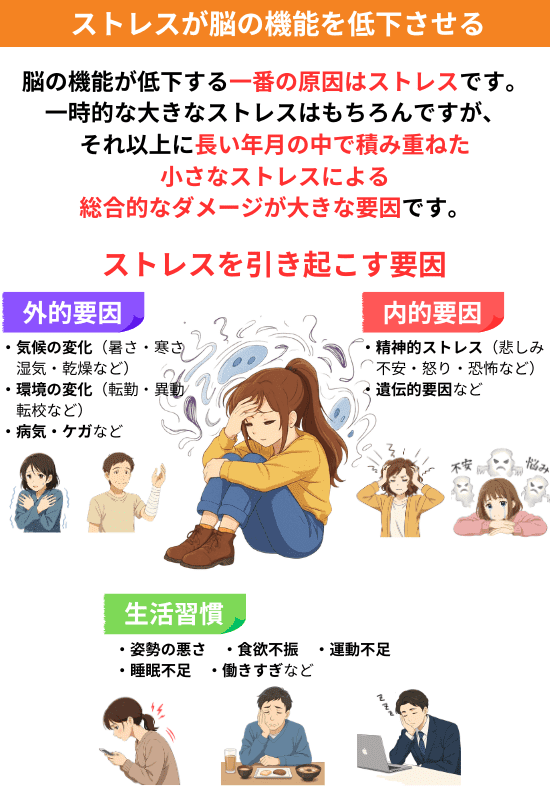 脳の機能が低下する一番の原因はストレスです。一時的な大きなストレスはもちろんですが、それ以上に長い年月の中で積み重ねた小さなストレスによる総合的なダメージが大きな要因です。