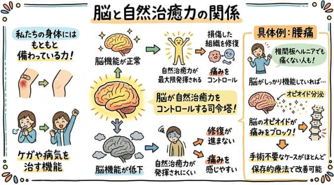 自然治癒力により傷が治癒する過程