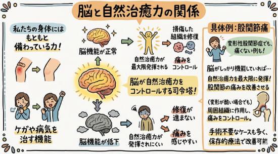 自然治癒力により傷が治癒する過程