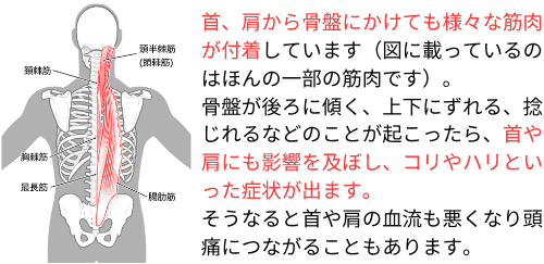 首、肩から骨盤にかけても様々な筋肉が付着すしています。 骨盤がゆがんだら、首や肩にも影響を及ぼし、コリやハリといった症状が出ます。 そうなると首や肩の血流も悪くなり頭痛につながることもあります。