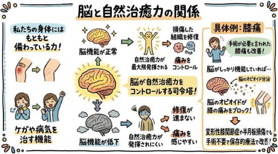自然治癒力により傷が治癒する過程