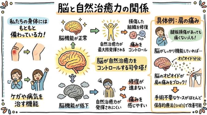 自然治癒力により傷が治癒する過程