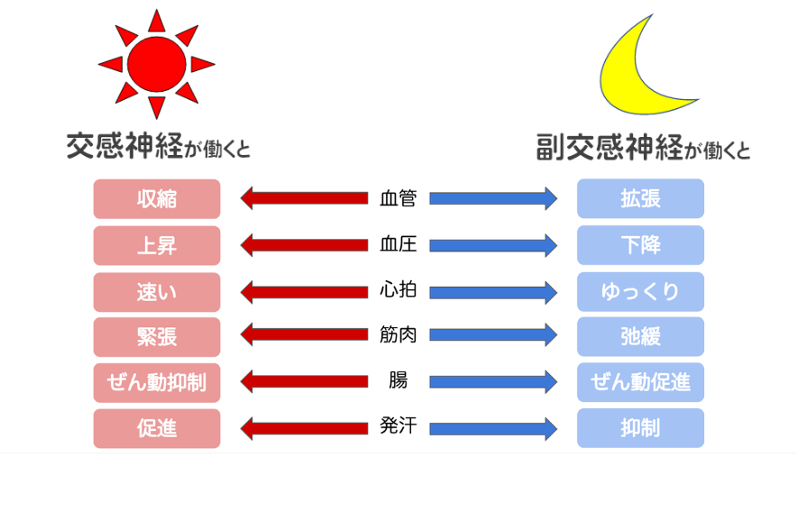 交感神経と副交感神経の違い
