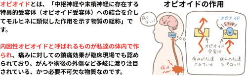 オピオイドの作用