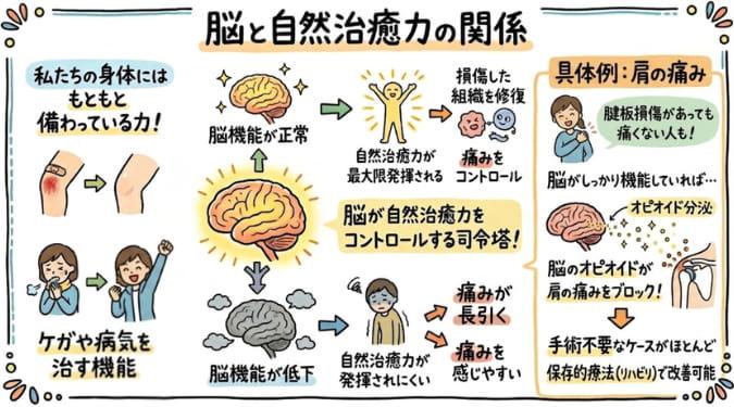 自然治癒力により傷が治癒する過程