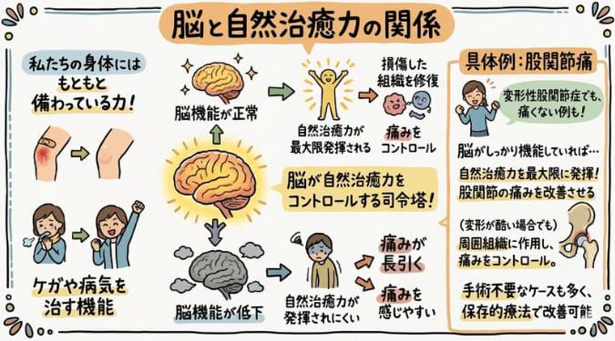 自然治癒力により傷が治癒する過程