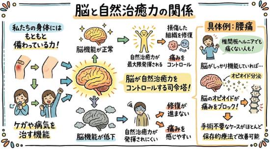 自然治癒力により傷が治癒する過程
