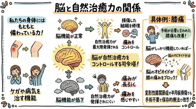自然治癒力により傷が治癒する過程