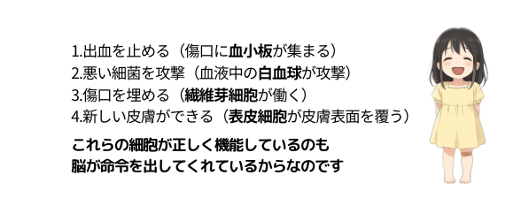 傷が治癒する過程
