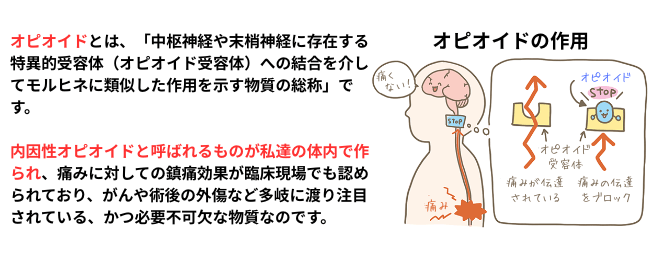 オピオイドの作用