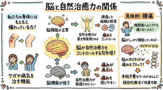 自然治癒力により傷が治癒する過程
