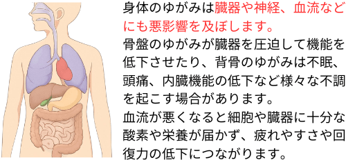 身体のゆがみは臓器や神経、血流にも悪影響を及ぼす