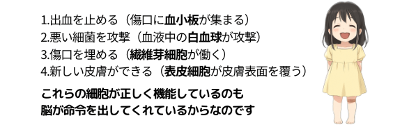 傷が治癒する過程