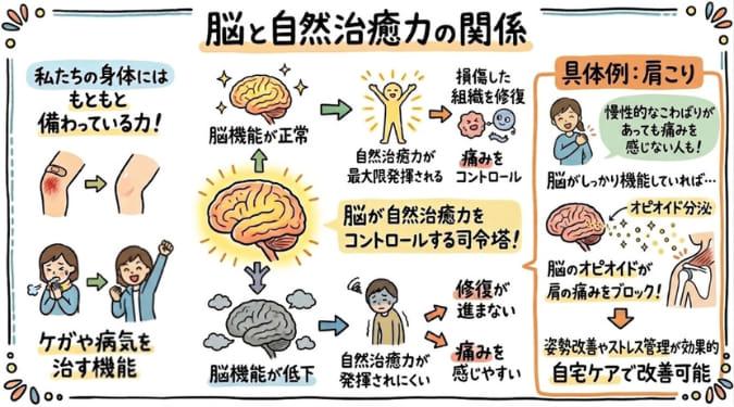自然治癒力により傷が治癒する過程