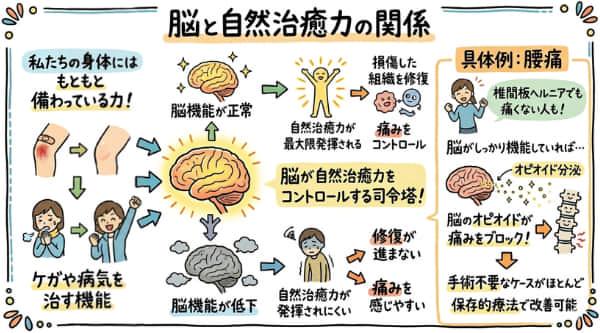 自然治癒力により傷が治癒する過程