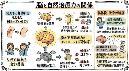 自然治癒力により傷が治癒する過程