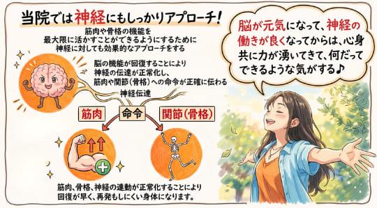 脳、神経は筋肉や関節を支配していることを説明するイラスト