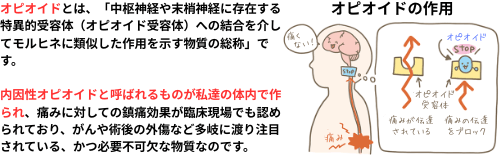 オピオイドの作用