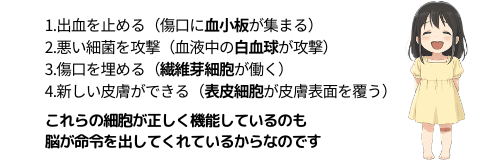 自然治癒力により傷が治癒する過程