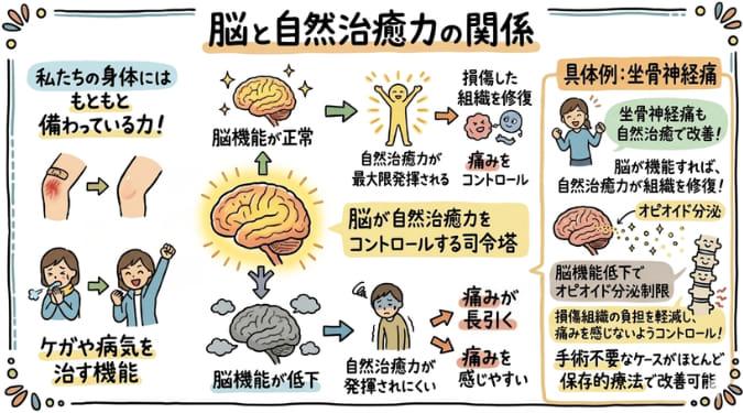 自然治癒力により傷が治癒する過程
