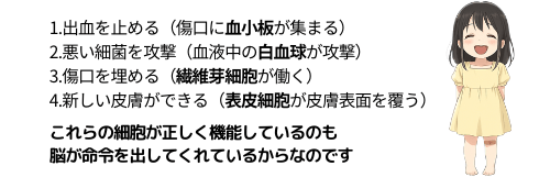 自然治癒力により傷が治癒する過程