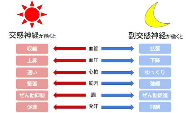 交感神経と副交感神経の違い一覧表